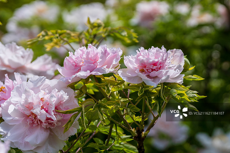 春天里盛开着的牡丹花图片素材