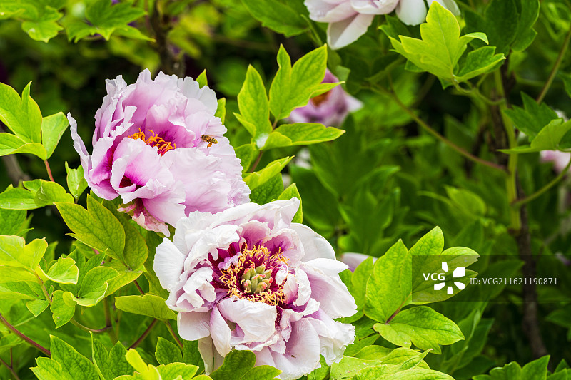 春天里盛开着的牡丹花图片素材