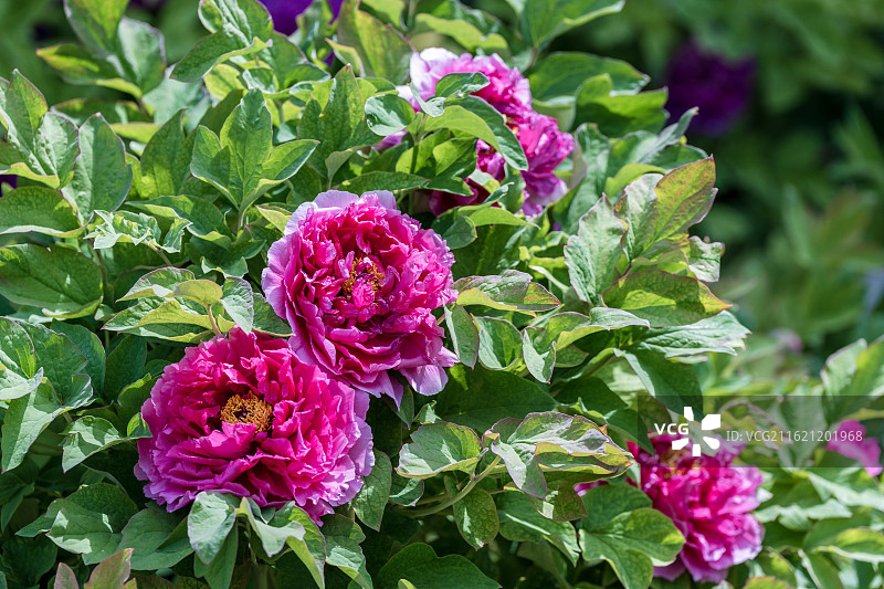 春天里盛开着的牡丹花图片素材