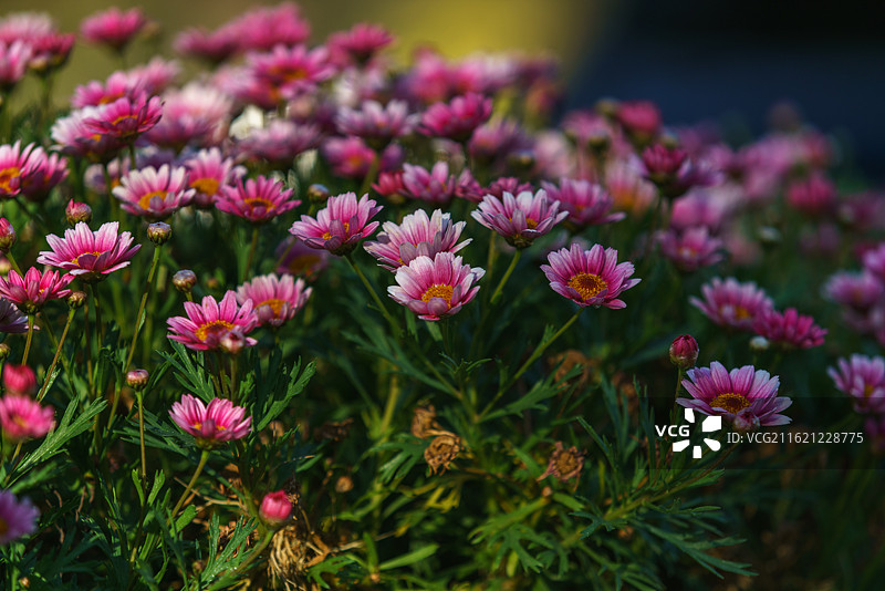 雏菊花/Daisy flower图片素材