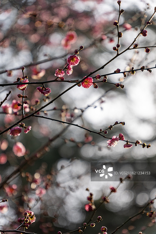 南京雨花台梅岗梅花风景图片素材