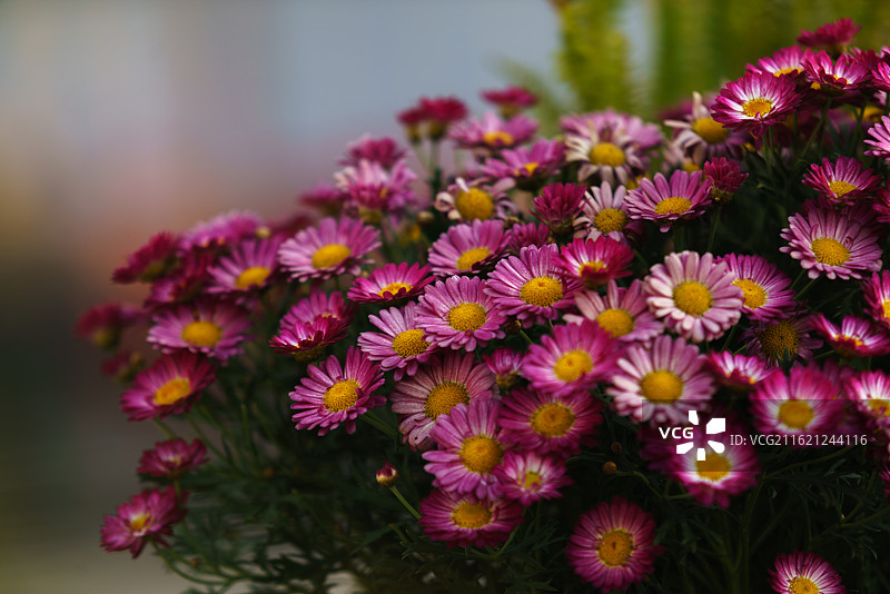 雏菊花/Daisy flower图片素材