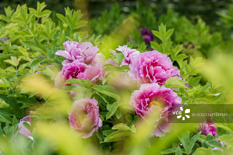 春天里盛开着的牡丹花图片素材