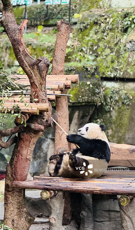 拿竹子的大熊猫图片素材