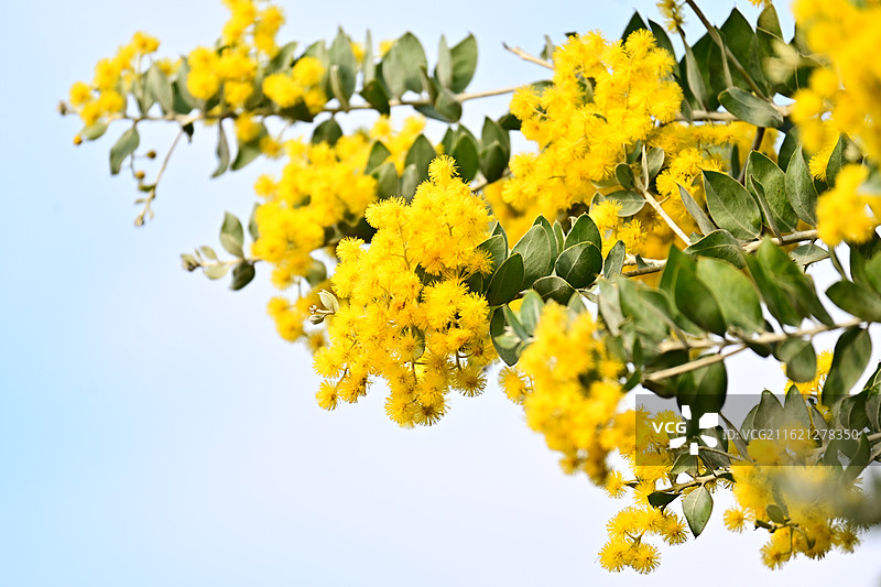 盛开的黄色花朵枝条图片素材