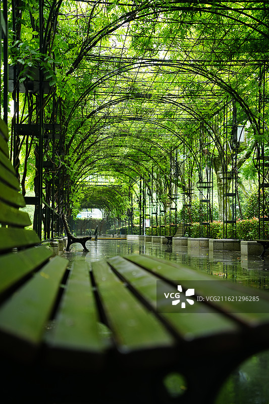 上海复兴公园夏季雨天紫藤绿植拱门花廊法式古典庭院建筑景观图片素材