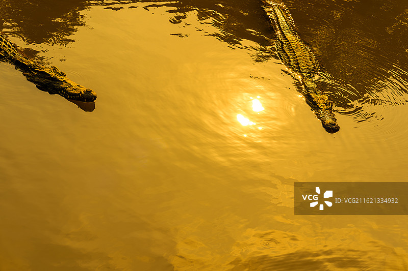 金潭大鳄之鳄鱼的沙龙图片素材