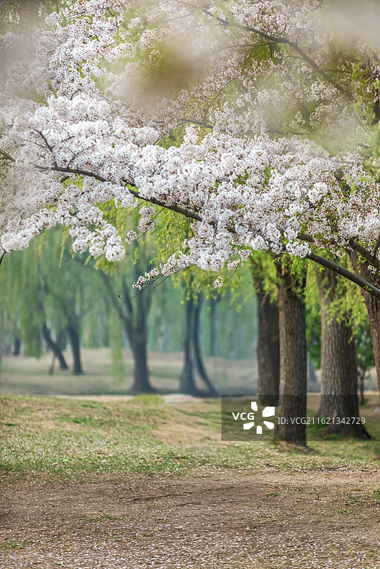 北京春天公园里的樱花树，春天，樱花，北京星河湾樱花图片素材