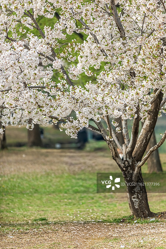 北京春天公园里的樱花树，春天，樱花，北京星河湾樱花图片素材