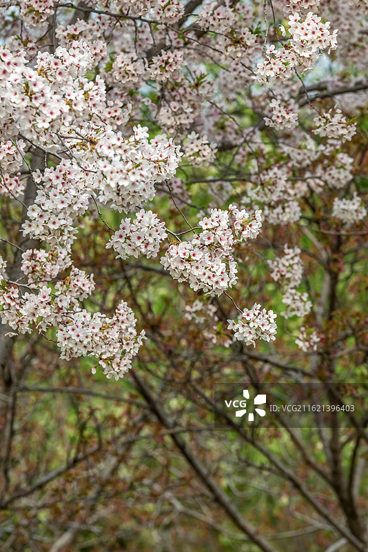 北京春天公园里的樱花树，春天，樱花，北京星河湾樱花图片素材
