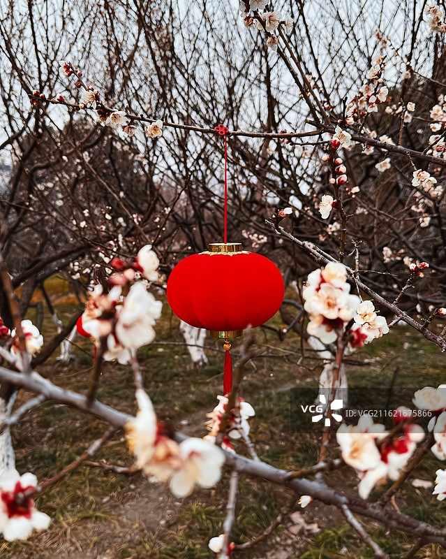 上海市·静安区（闸北区）·大宁公园·白色梅花包围中的红色灯笼图片素材