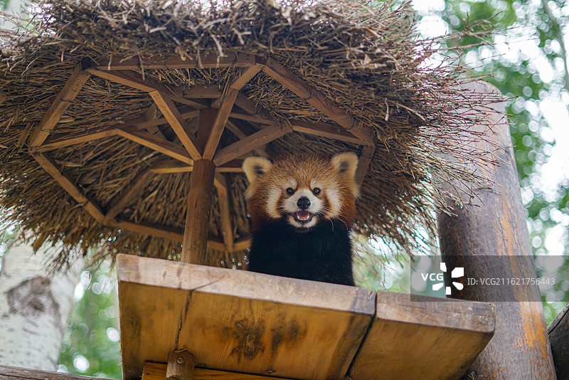 红熊猫在木制遮蔽处探头图片素材