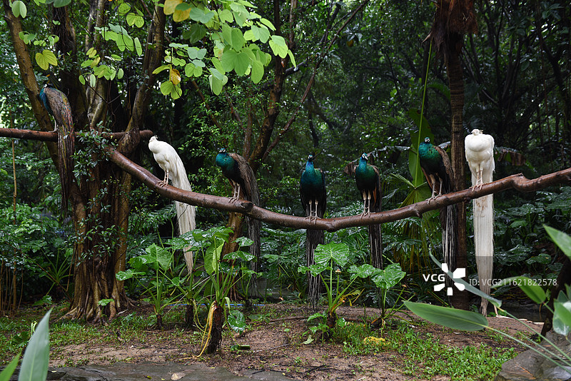 非洲野生动物火烈鸟  灰鹤 孔雀 鹦鹉 热带雨林 八哥 鸟类图片素材