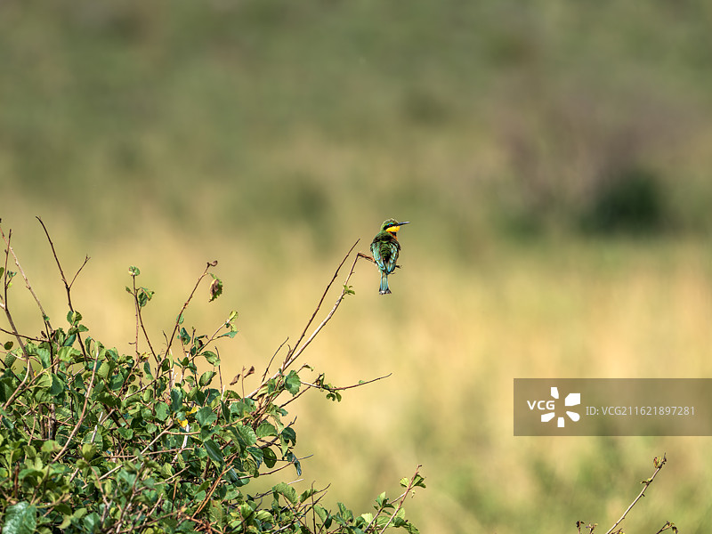 非洲 肯尼亚 马赛马拉国家公园 绿喉蜂虎图片素材