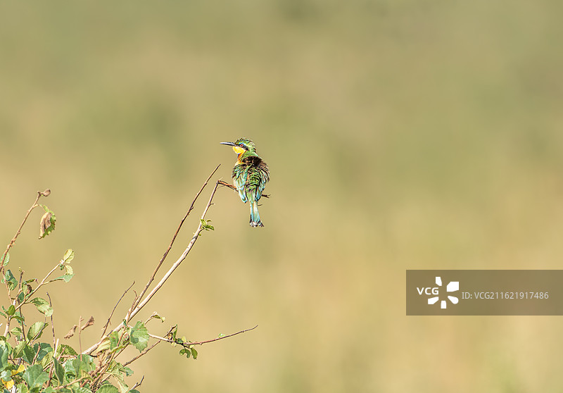 非洲 肯尼亚 马赛马拉国家公园 绿喉蜂虎图片素材