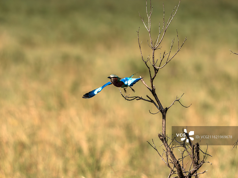 非洲 肯尼亚 马赛马拉国家公园 国鸟 紫胸佛法僧图片素材