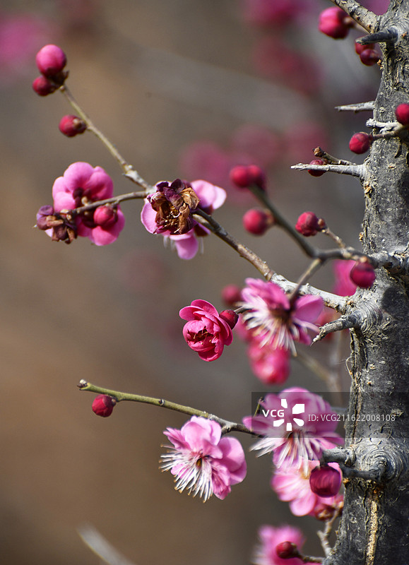 山东枣庄山亭区紫云湖公园梅花竞相绽放图片素材