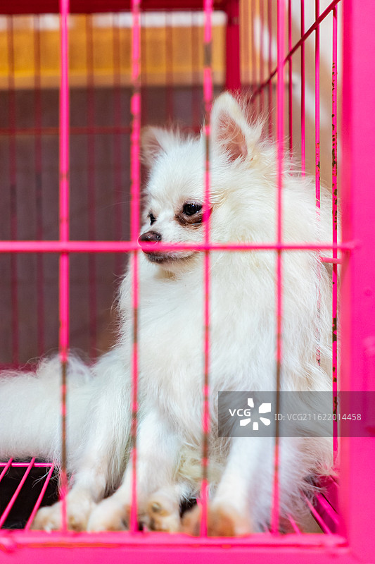 中国家庭宠物拍摄主题，笼子关着一只白色的博美宠物狗幼犬，室内无人图像摄影图片素材