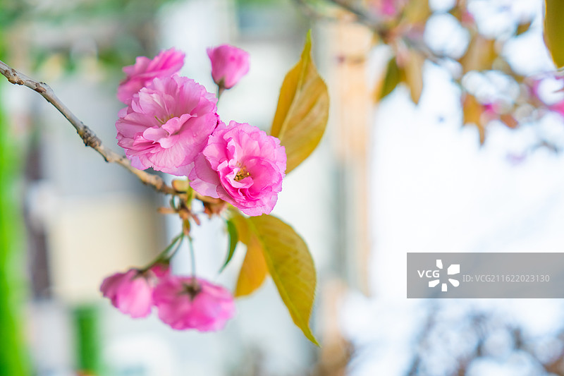 中国野生植物拍摄主题，粉红色的重瓣榆叶梅和盛开的杏梅特写，户外无人图像摄影图片素材