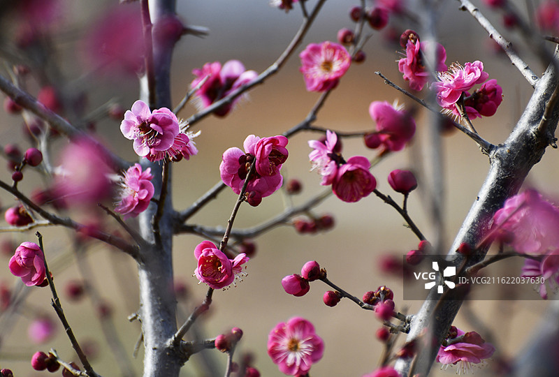 山东枣庄山亭区紫云湖公园梅花竞相绽放图片素材
