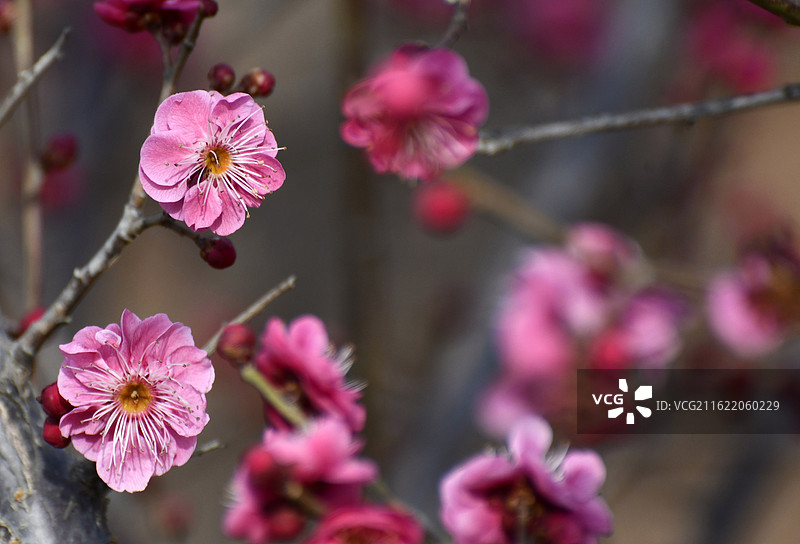 山东枣庄山亭区紫云湖公园梅花竞相绽放图片素材