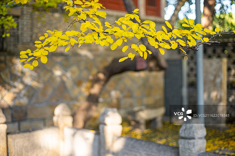 中国野生植物野外植物拍摄主题，山东泰安王母池的流苏树秋天的黄色绿色树叶子，户外白昼无人图像摄影图片素材
