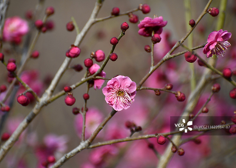 山东枣庄山亭区紫云湖公园梅花竞相绽放图片素材