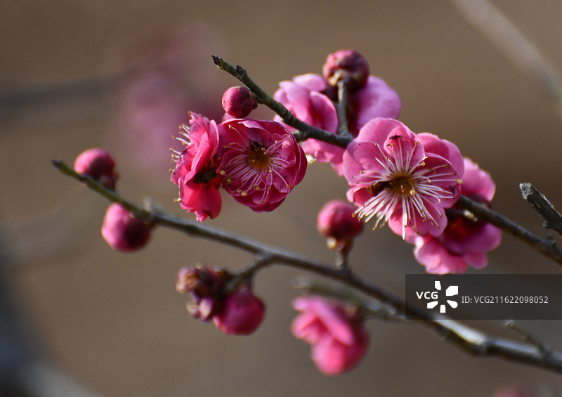 山东枣庄山亭区紫云湖公园梅花竞相绽放图片素材