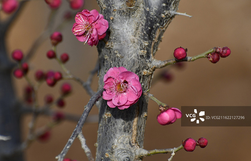 山东枣庄山亭区紫云湖公园梅花竞相绽放图片素材