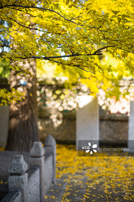中国野生植物野外植物拍摄主题，山东泰安王母池的流苏树秋天的黄色绿色树叶子，户外白昼无人图像摄影图片素材