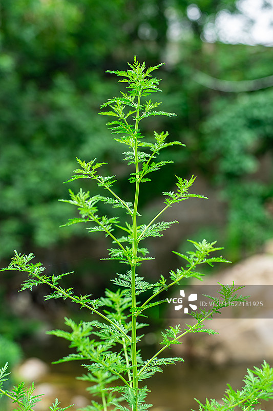 中国野生植物拍摄主题，高山李的野草一片绿色的黄花蒿毛莲蒿播娘蒿植物茎特写，户外白昼无人图像摄影图片素材