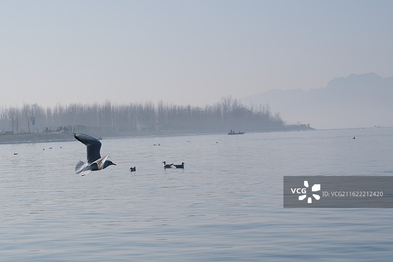蓝色天空背景下阳光大海羊海鸥水波纹。风景背景图壁纸图片素材