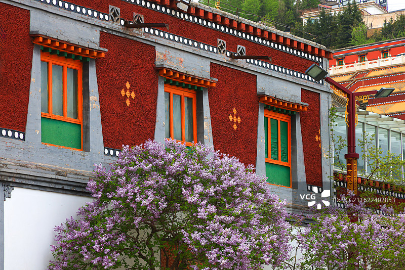 青海省西宁市塔尔寺墙边丁香花图片素材