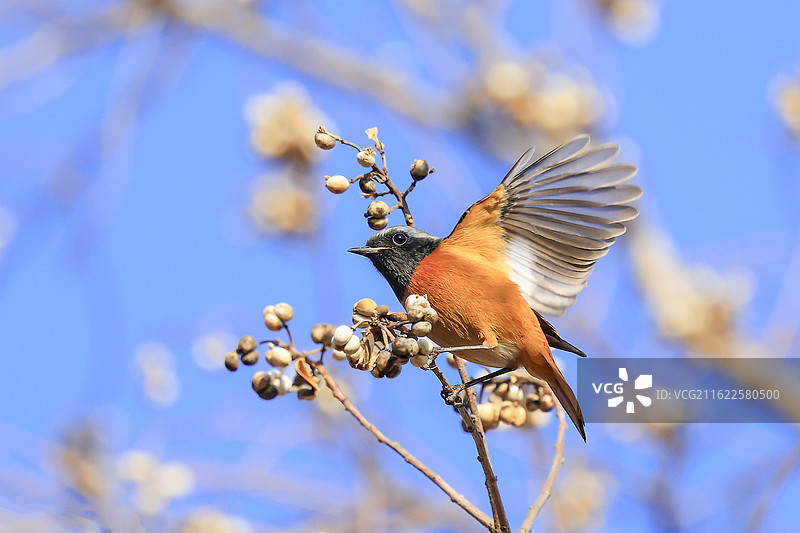 乌桕树枝上欢快吃果子的可爱小鸟图片素材