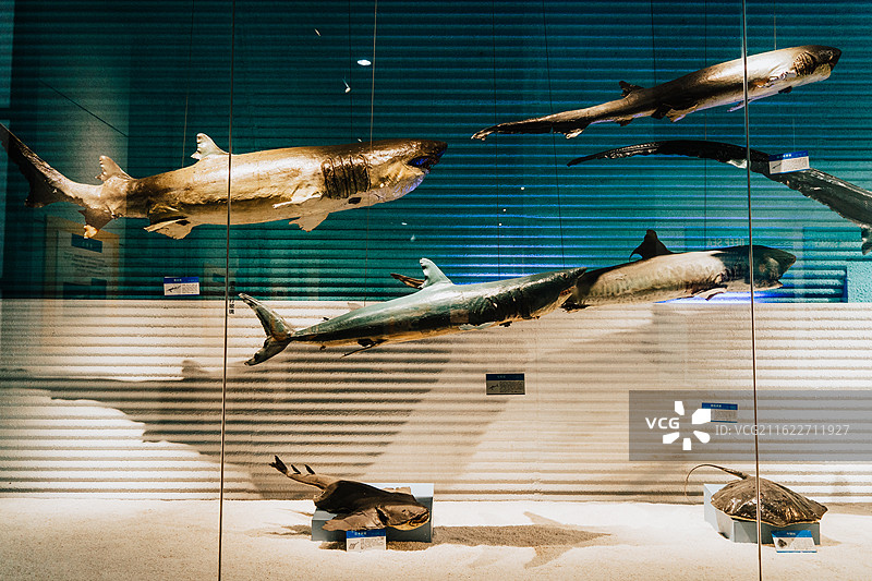 大连自然博物馆图片素材