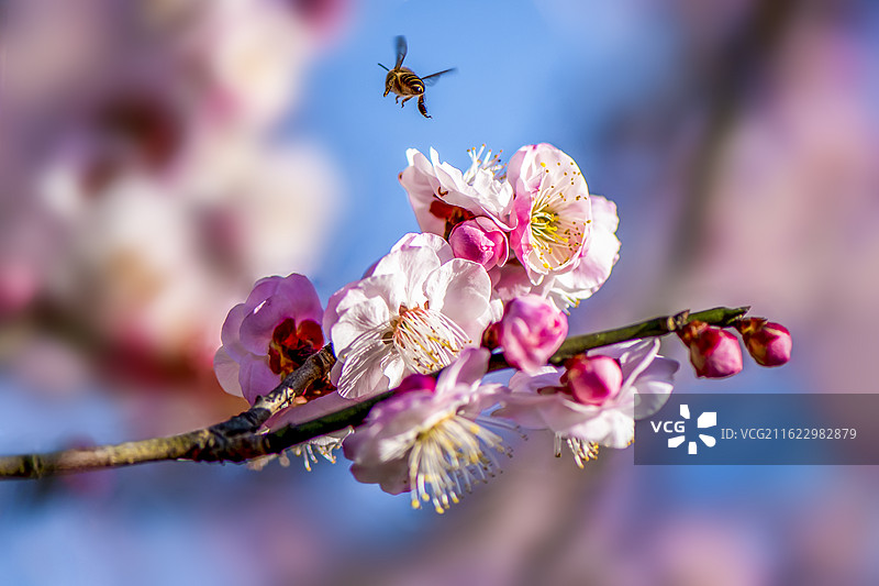 梅花 PLUM BLOSSOM（宫粉种群梅，品种名：淡妆宫粉）图片素材