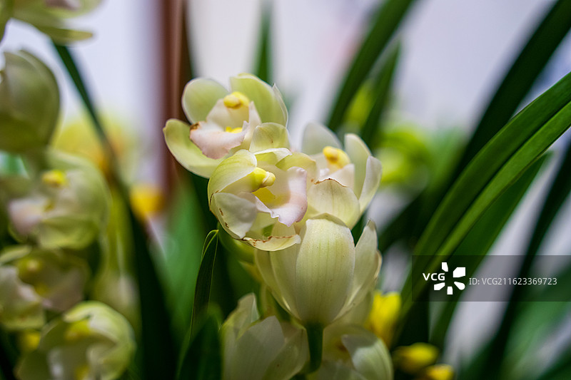 太原迎泽公园迎春花展香兰图片素材