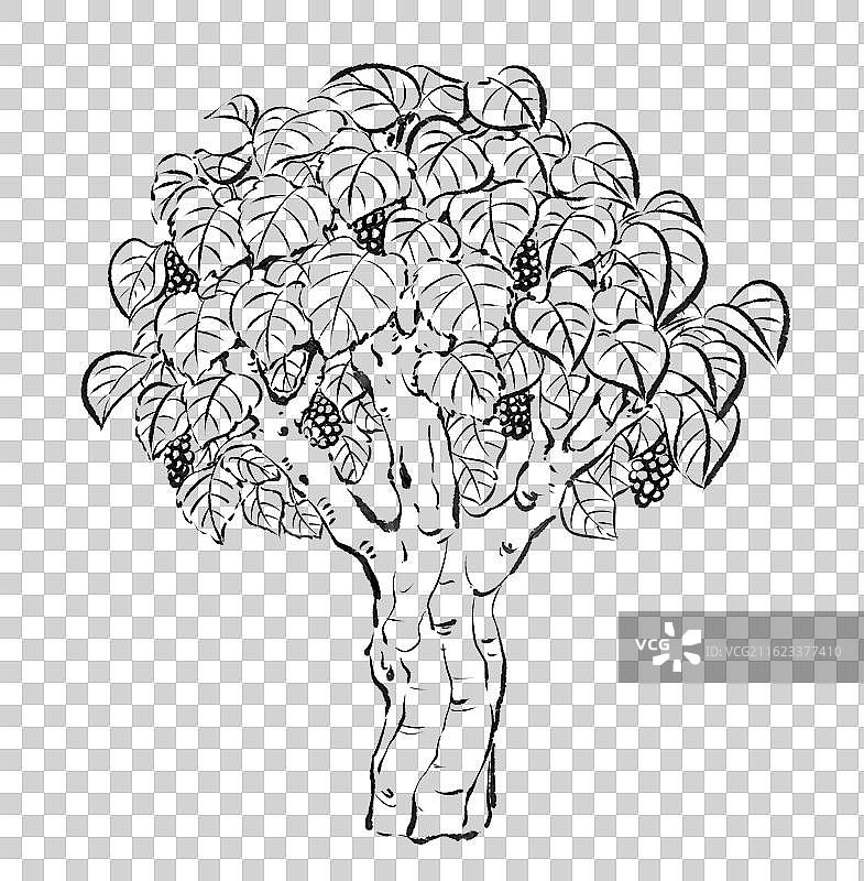 桑树植物树木自然国风手绘插画元素图片素材