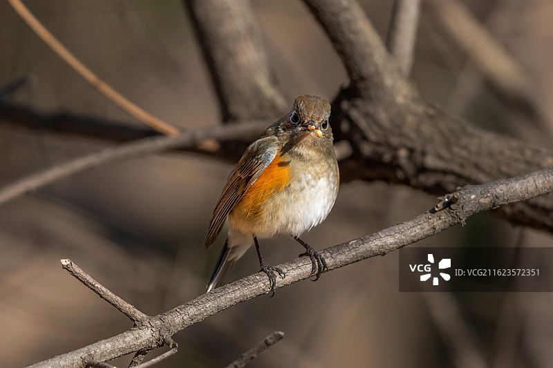 青岛燕岛山公园树林里的红胁蓝尾鸲雌鸟图片素材