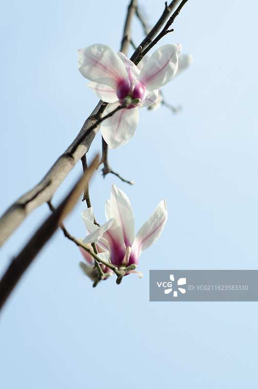 蓝天下绽放的玉兰花图片素材
