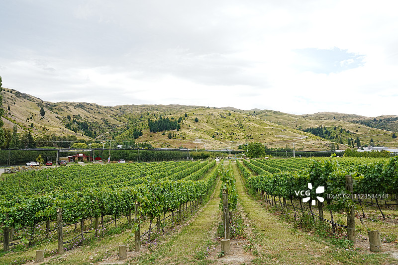 克伦威尔水果镇葡萄园图片素材