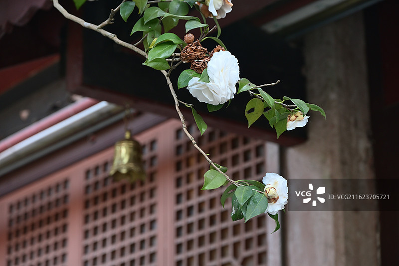 重庆市梁平县双桂堂的白色山茶花图片素材
