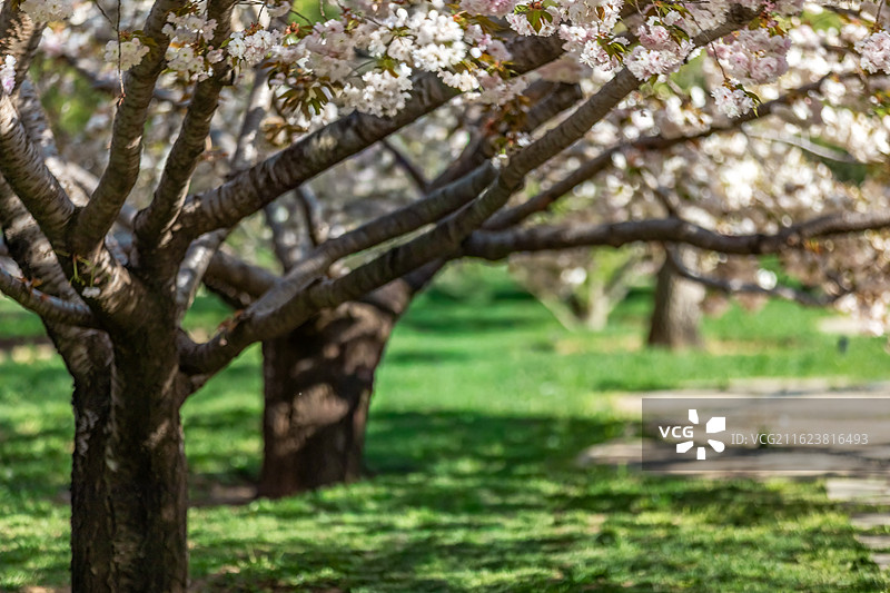 北京四得公园春天盛开的海棠和樱花，晚樱花，海棠，春天，公园，春天背景，春天题材图片素材