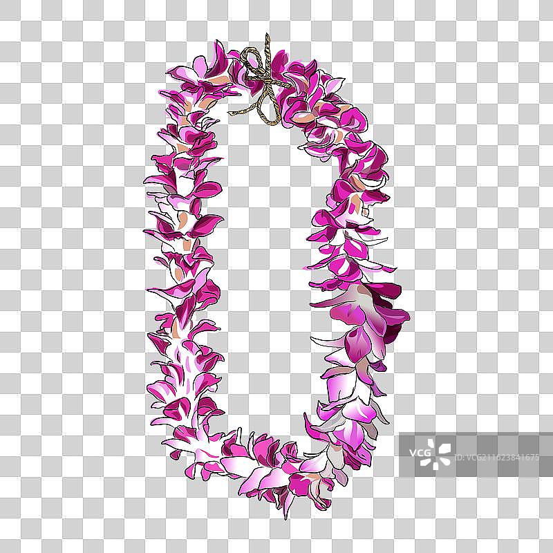 夏威夷兰花，紫色花朵，手绘矢量图图片素材
