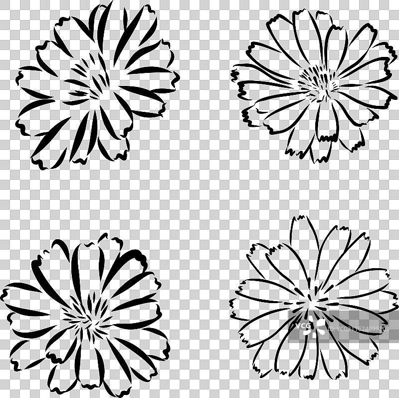 菊苣花手绘图图片素材