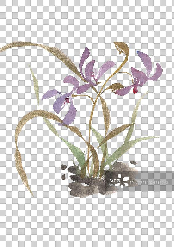 春天 春分 兰花 幽兰 文化图片素材