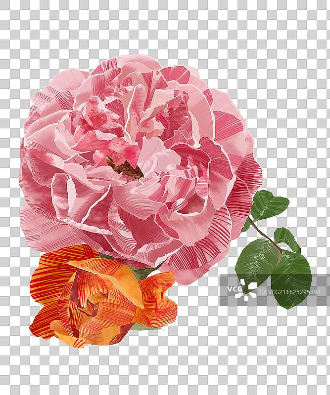 月季花花头PNG图片素材