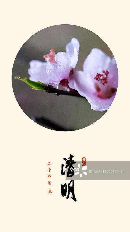清明 节气 海报 山桃 桃花 蔷薇科乔木 下雨 春天 清明节 雨水 水滴 湿润图片素材