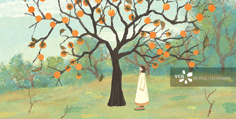 霜降节气柿子机理插画图片素材