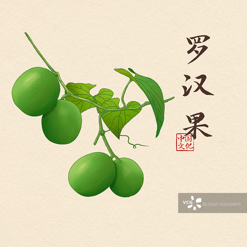 中医药材罗汉果插画海报图片素材
